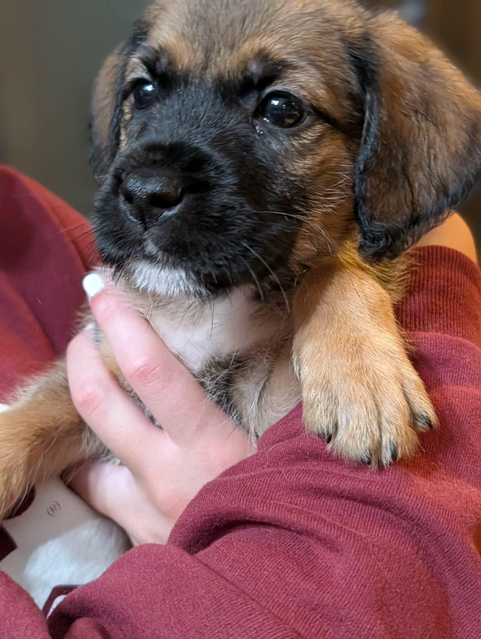 Lorelai, a ADOPTABLE mixed breed in Byron, IL image 3/3