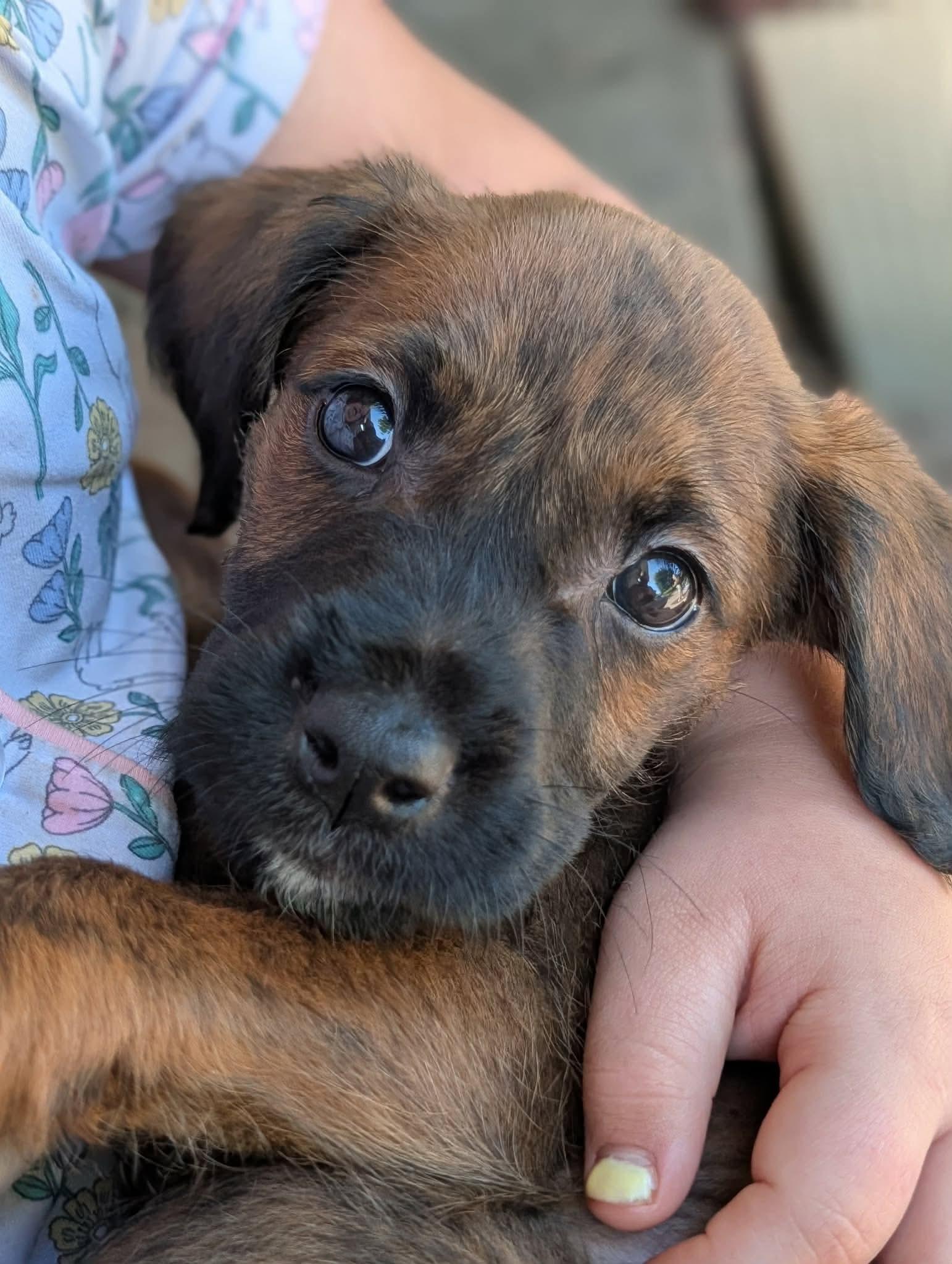 Lorelai, ADOPTABLE, Puppy Female Boxer & Terrier.