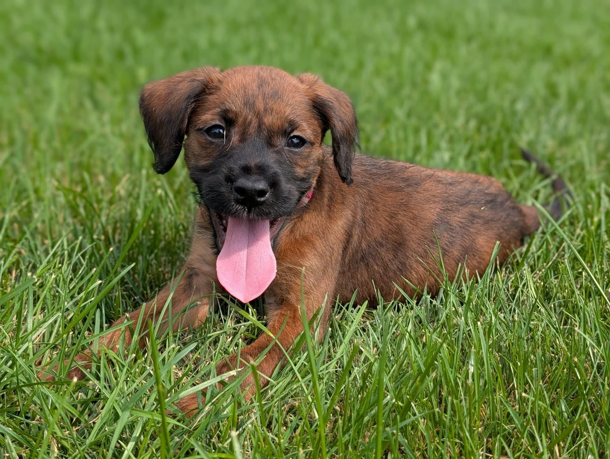 Lorelai, a ADOPTABLE mixed breed in Byron, IL image 2/3