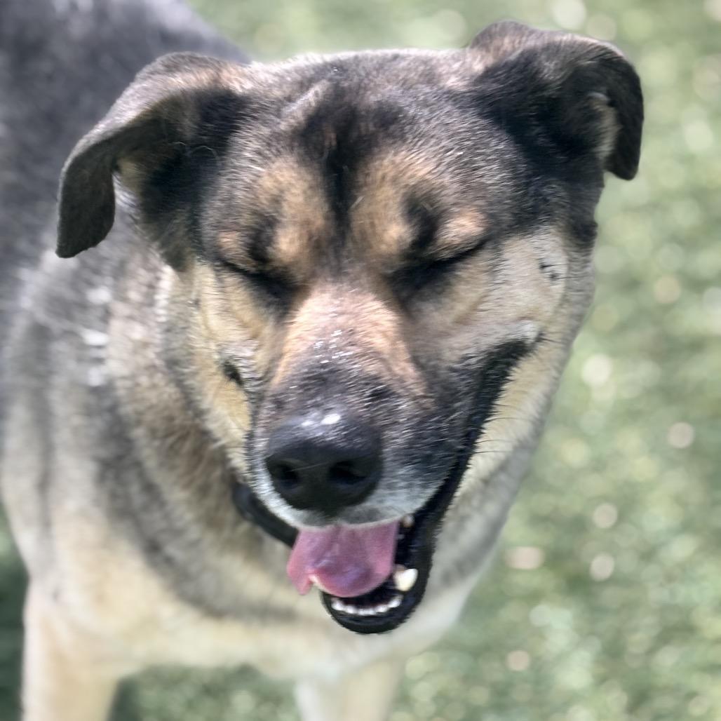 Danny Zuko, a Adoptable mixed breed in Henderson, NV image 1/5