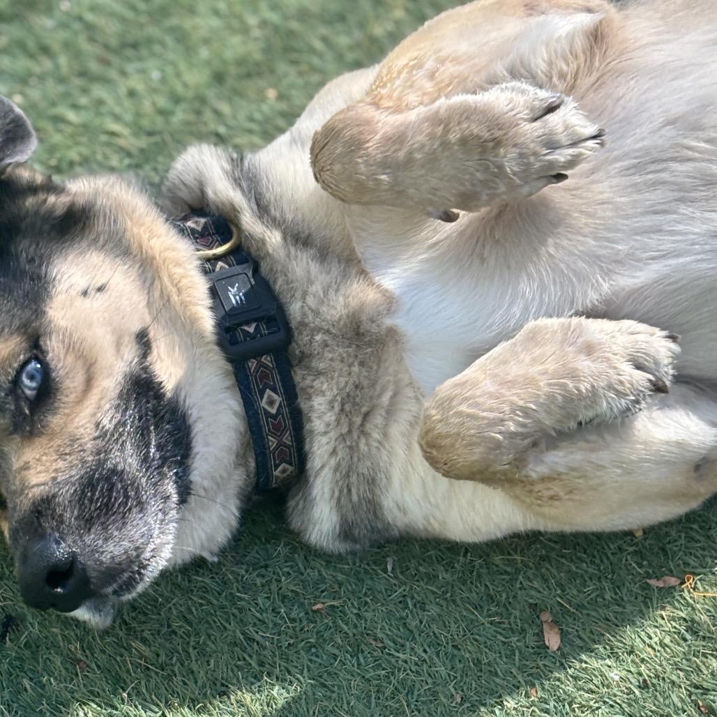 Danny Zuko, a Adoptable mixed breed in Henderson, NV image 2/5