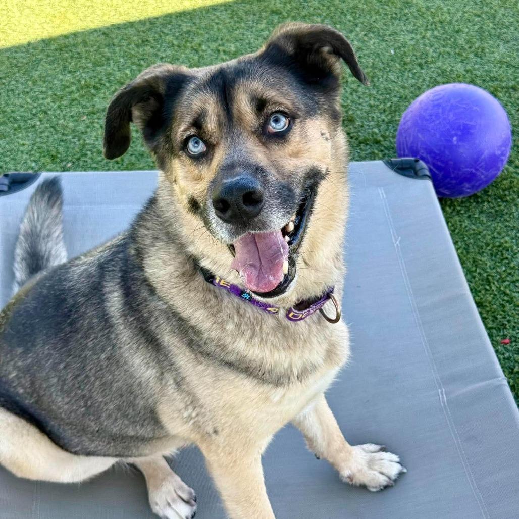 Danny Zuko, a Adoptable mixed breed in Henderson, NV image 3/5