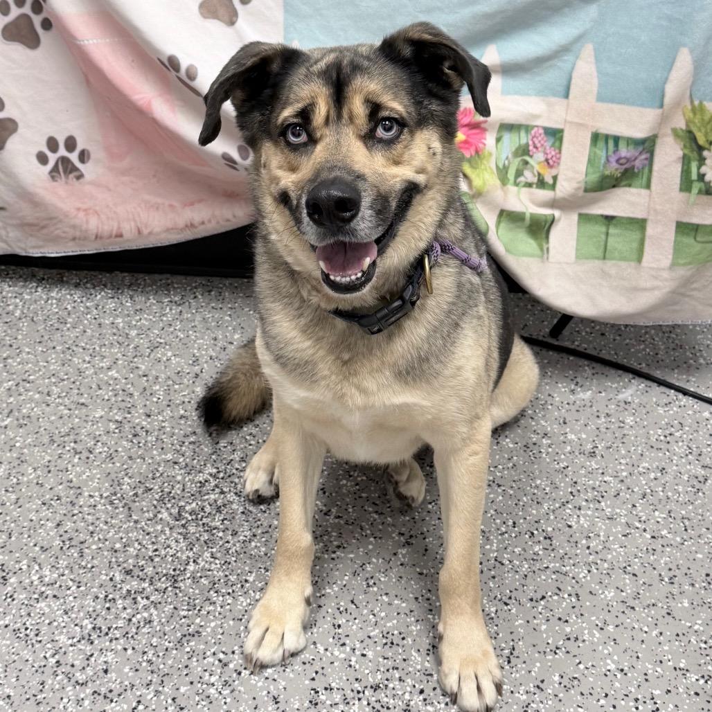 Danny Zuko, a Adoptable mixed breed in Henderson, NV image 4/5