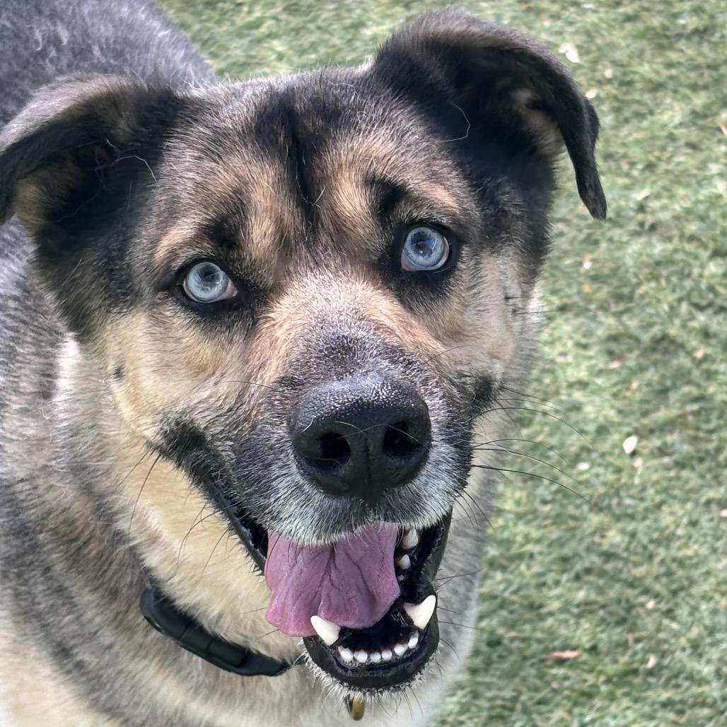 Danny Zuko, a Adoptable mixed breed in Henderson, NV image 5/5