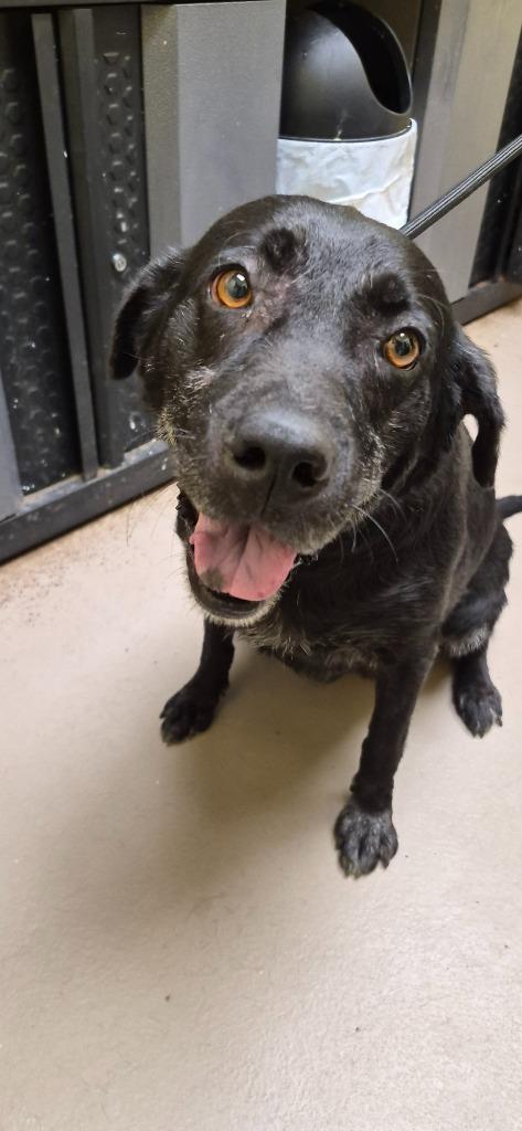 Enlarge WHITNEY (SPAYED), a Adoptable Labrador Retriever in Crossville, TN image 1/1