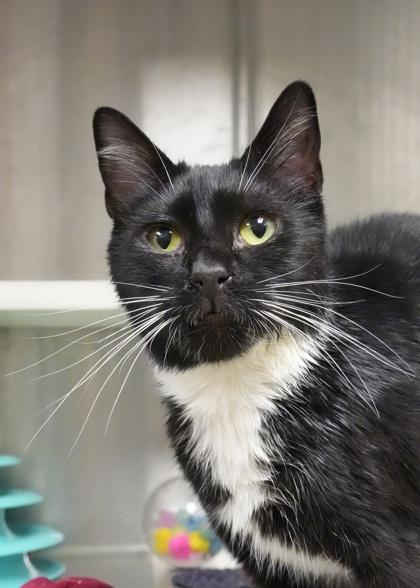 Enlarge Francine 51792, a Adoptable mixed breed in Aiken, SC image 1/1