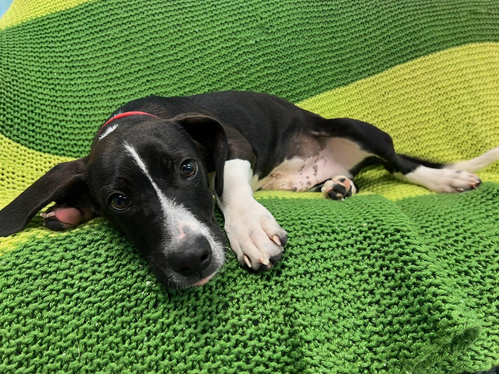 Spruce, a Adoptable mixed breed in Pearisburg, VA image 1/2