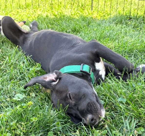 Enlarge Bandit, an adoption pending mixed breed in Warrington, PA image 3/5