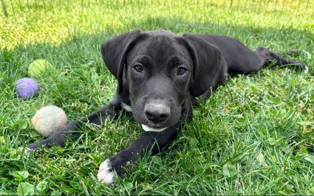 Enlarge Bandit, an adoption pending mixed breed in Warrington, PA image 1/5