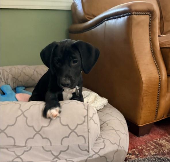 Enlarge Bandit, an adoption pending mixed breed in Warrington, PA image 4/5