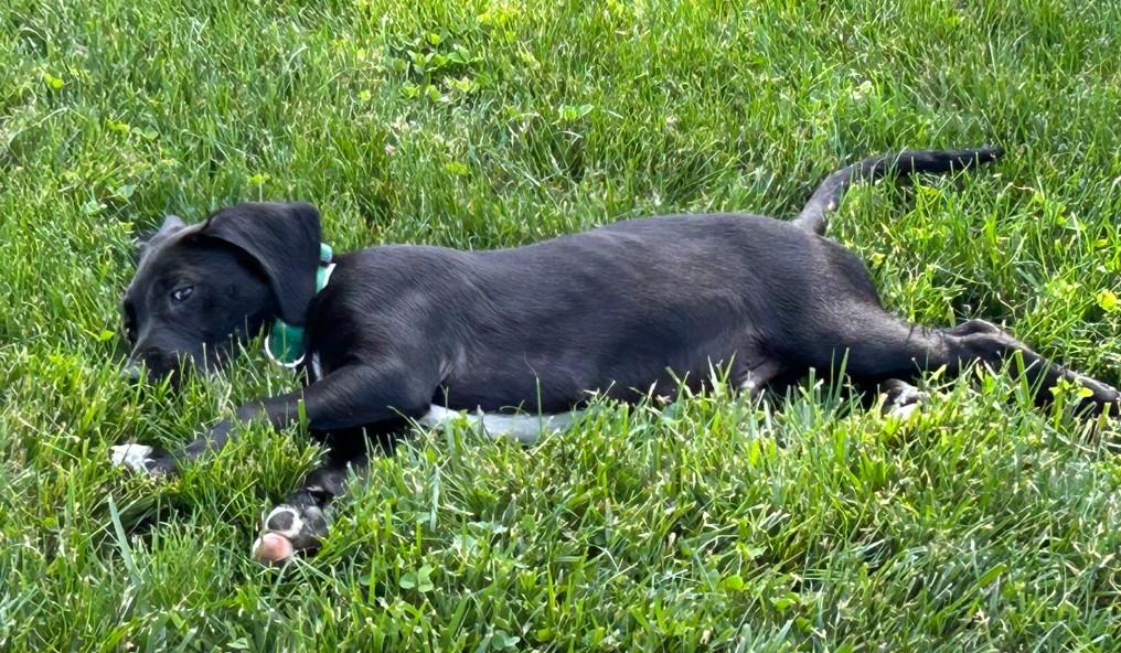 Enlarge Bandit, an adoption pending mixed breed in Warrington, PA image 2/5