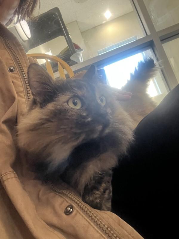 Lima Bean, a Adoptable mixed breed in Santa Rosa, CA image 1/4