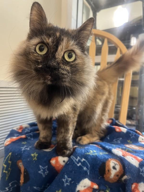 Lima Bean, a Adoptable mixed breed in Santa Rosa, CA image 2/4