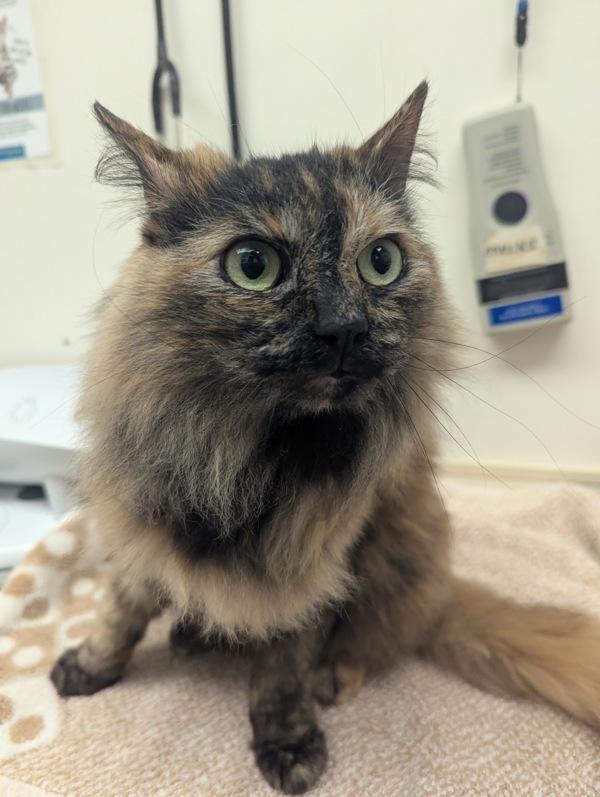 Lima Bean, a Adoptable mixed breed in Santa Rosa, CA image 3/4