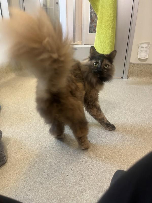 Lima Bean, a Adoptable mixed breed in Santa Rosa, CA image 4/4