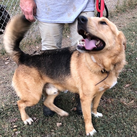 Brutus