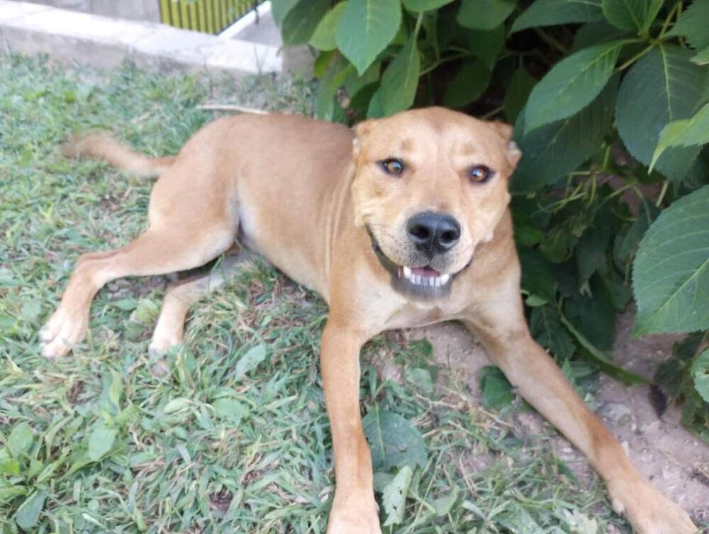 Scooby, Adoptable, Adult Male Mixed Breed.