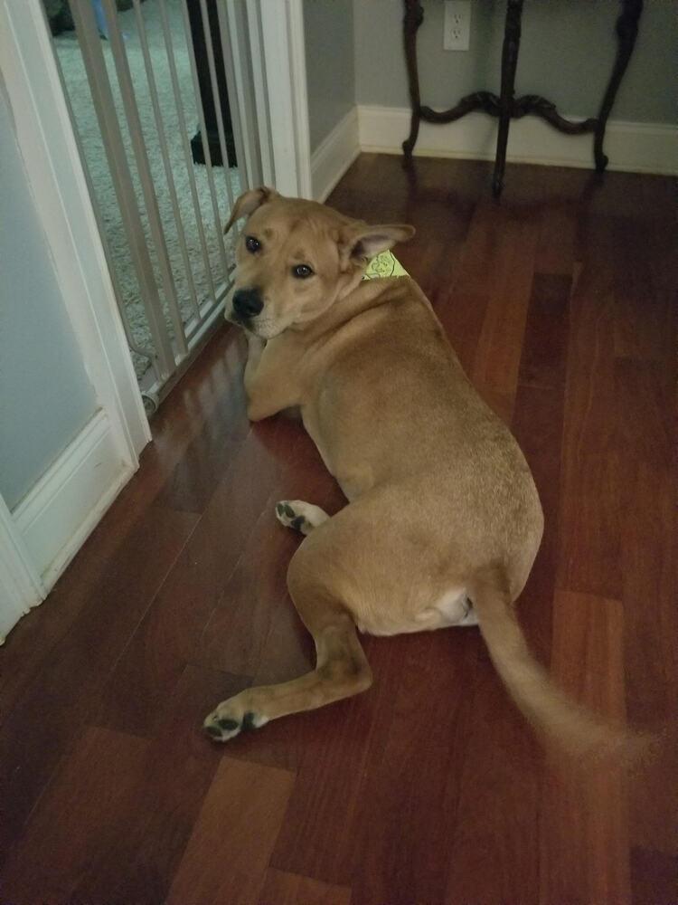 Enlarge Scooby, a Adoptable Mixed Breed in Chattanooga, TN image 2/6