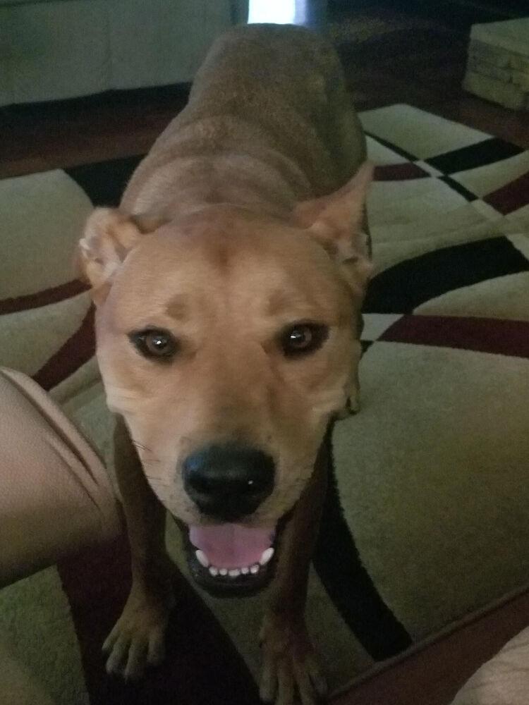 Enlarge Scooby, a Adoptable Mixed Breed in Chattanooga, TN image 5/6