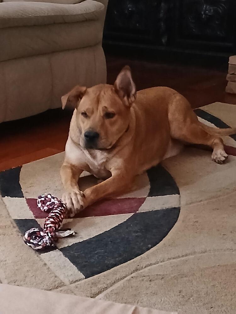 Enlarge Scooby, a Adoptable Mixed Breed in Chattanooga, TN image 6/6