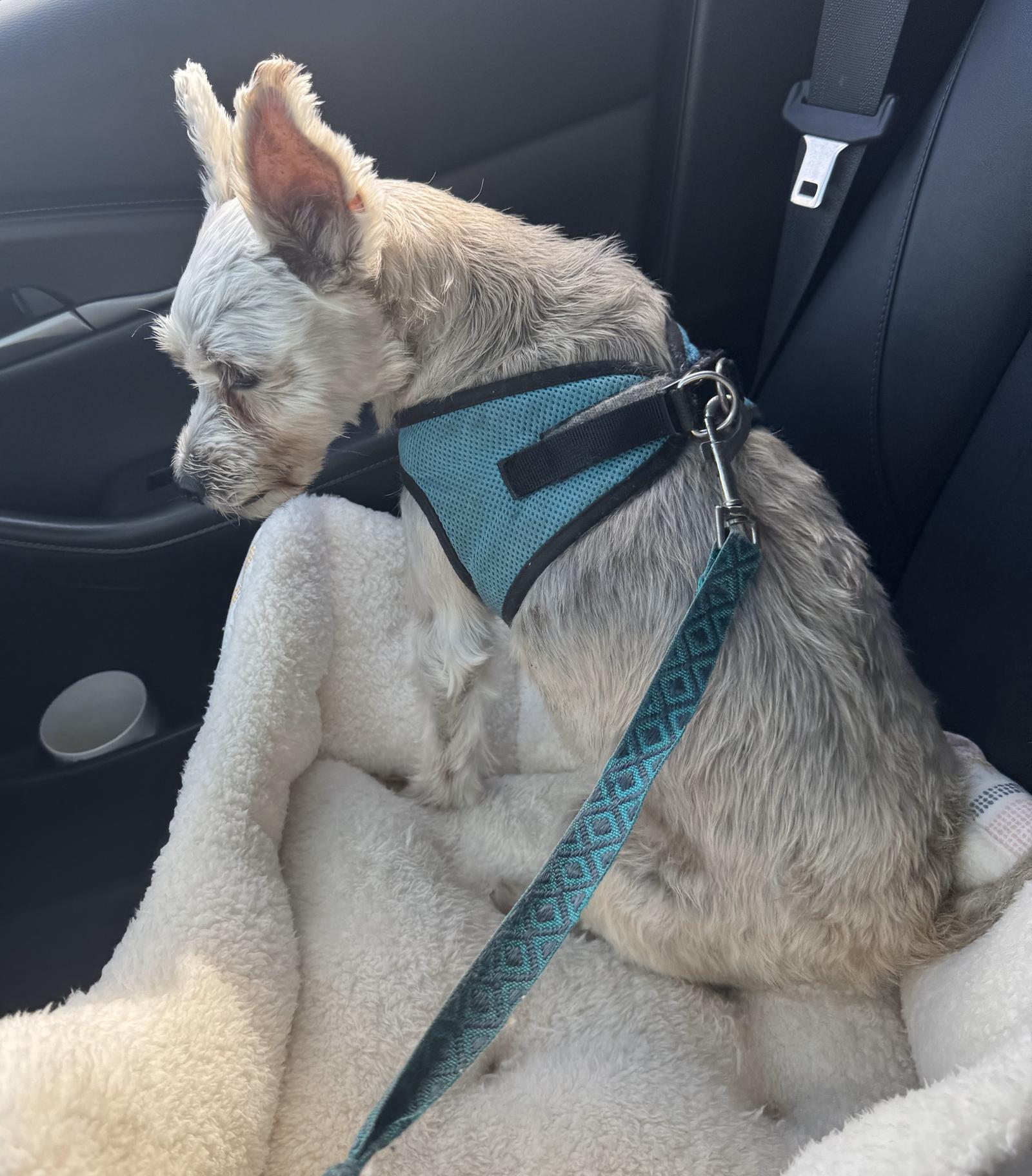 RUBERT (OP_3123) FLORIDA, Adopted, Senior Male Schnauzer & Schnauzer.