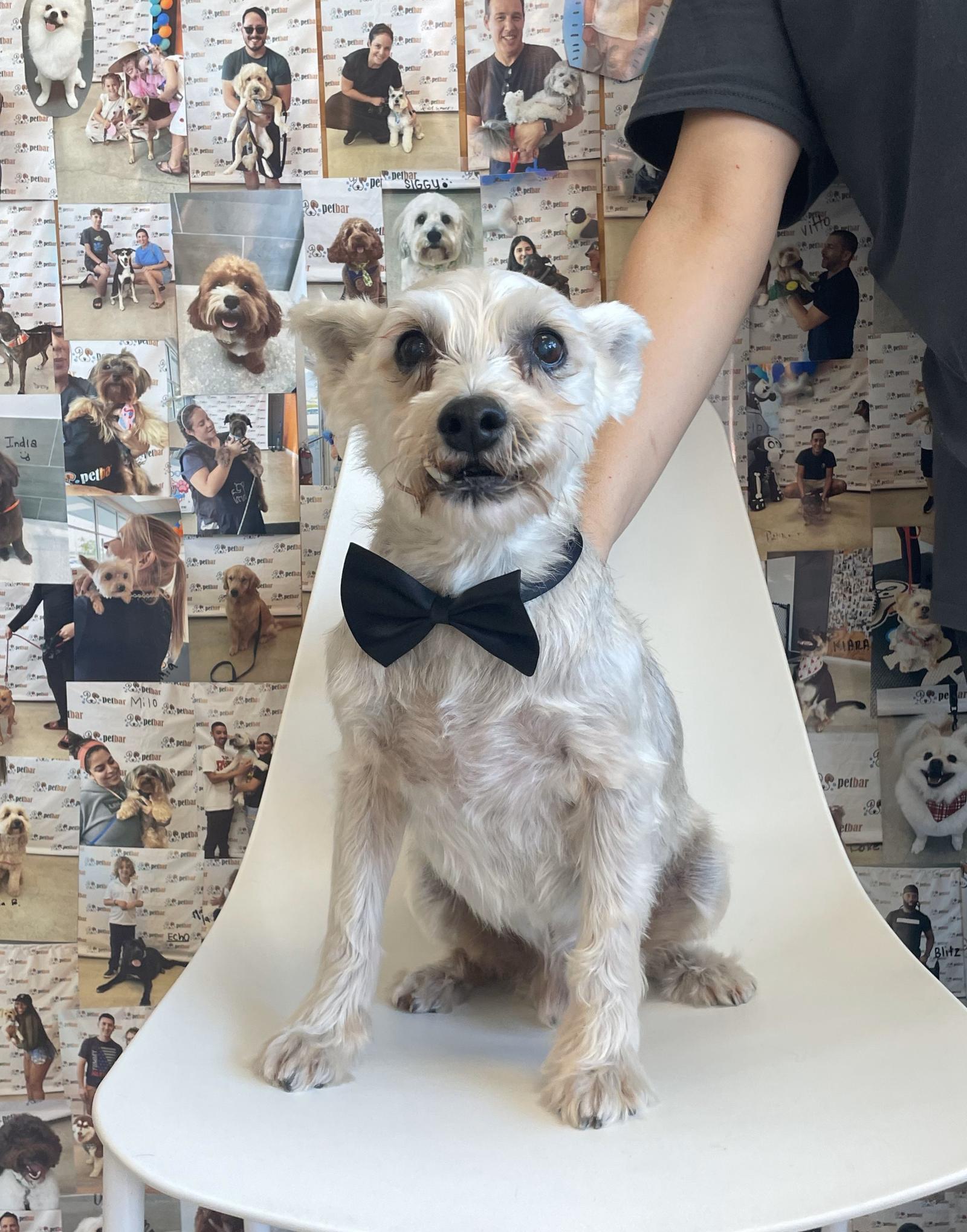 Enlarge RUBERT (OP_3123) FLORIDA, a Adopted mixed breed in Lenoir, NC image 2/3