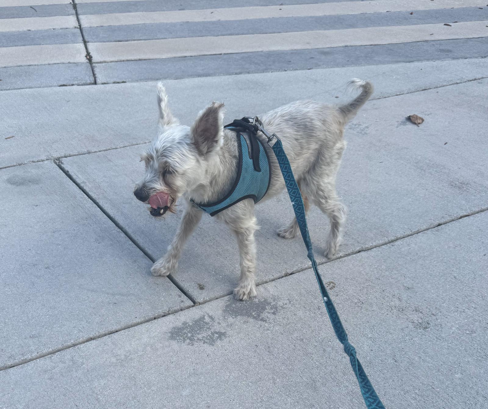 Enlarge RUBERT (OP_3123) FLORIDA, a Adopted mixed breed in Lenoir, NC image 3/3