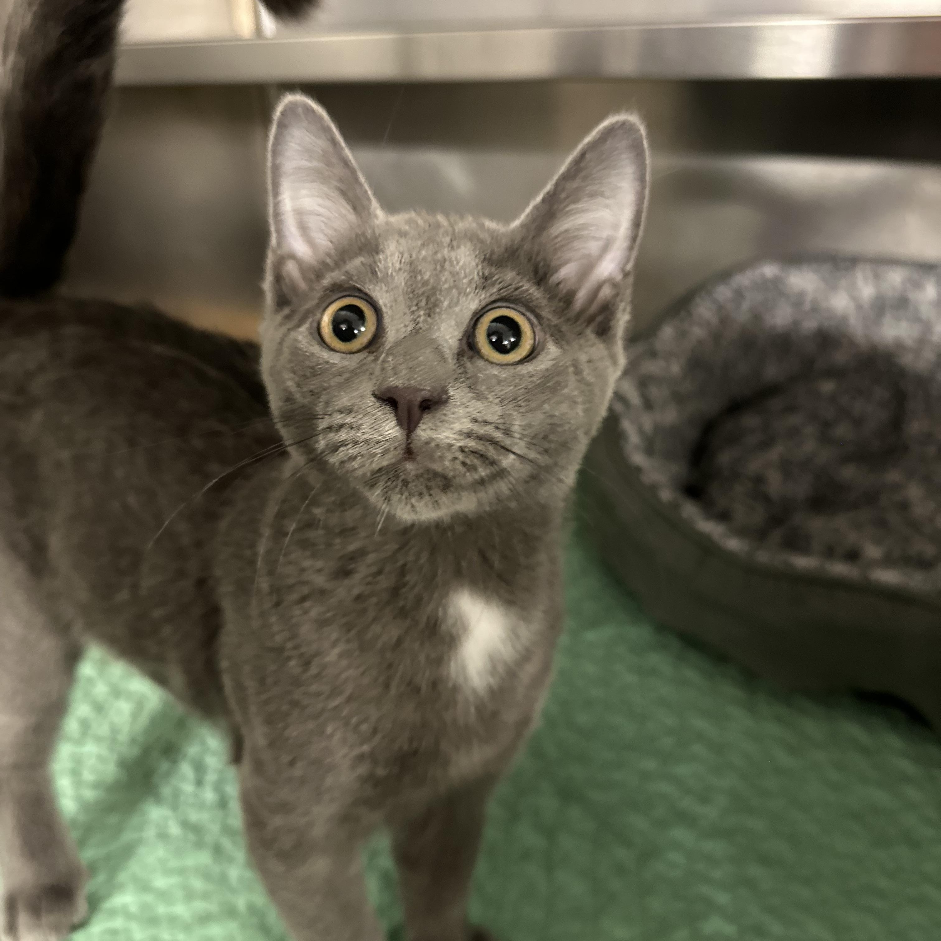 Dasher, ADOPTABLE, Kitten Male Domestic Short Hair.