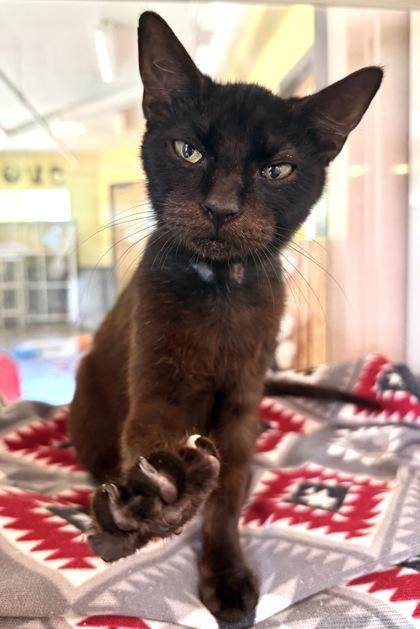 STERLING, adopted, Young Male Domestic Short Hair.