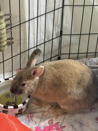 Bagel, Adoptable, Adult Male New Zealand & Rex.