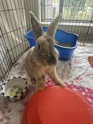 Enlarge Bagel, a Adoptable mixed breed in Whitby, ON image 2/2