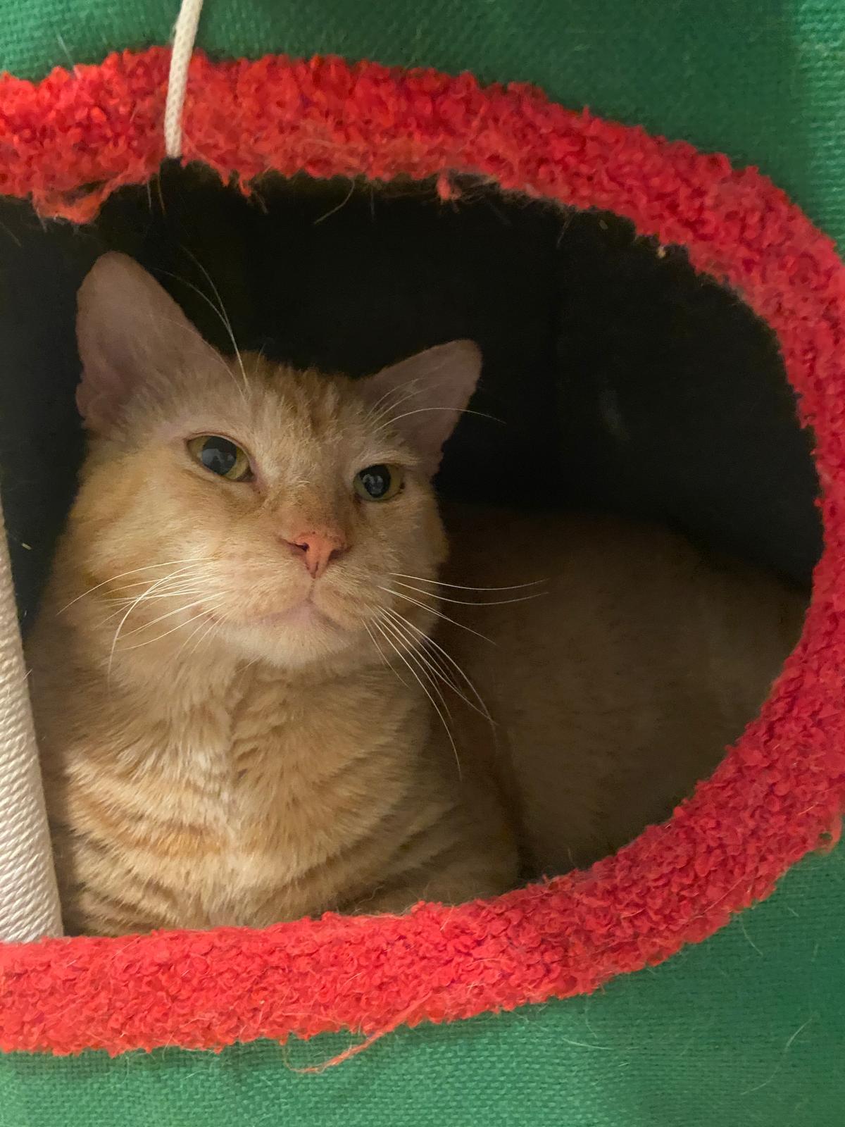 Astro, Adoptable, Adult Male Domestic Short Hair.