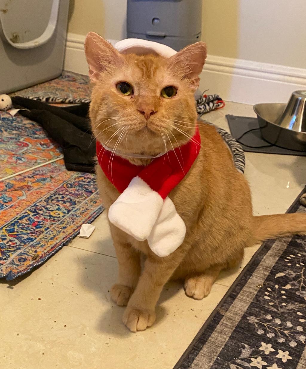 Astro, Adoptable, Adult Male Domestic Short Hair.