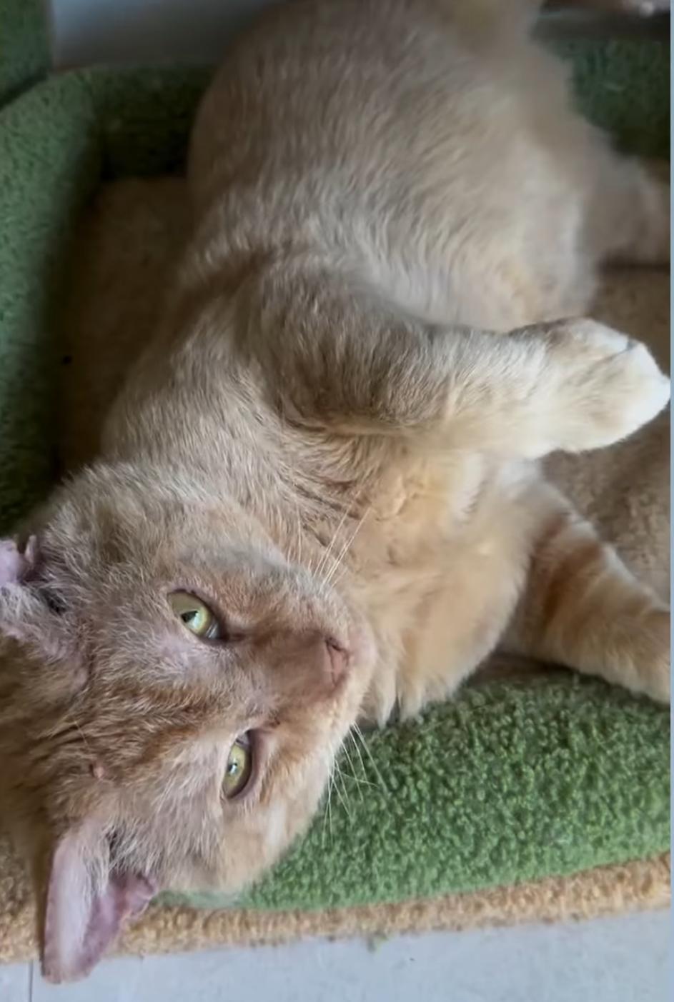 Enlarge Astro, a Adoptable mixed breed in Miami, FL image 4/6