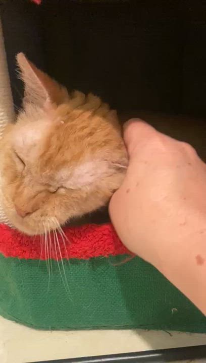 Enlarge Astro, a Adoptable mixed breed in Miami, FL video 6/6