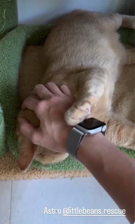 Enlarge Astro, a Adoptable mixed breed in Miami, FL video 5/6