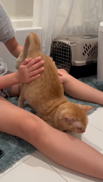 Enlarge Astro, a Adoptable mixed breed in Miami, FL video 3/6