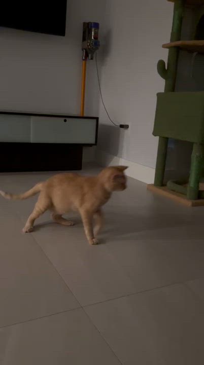 Enlarge Astro, a Adoptable mixed breed in Miami, FL video 6/6