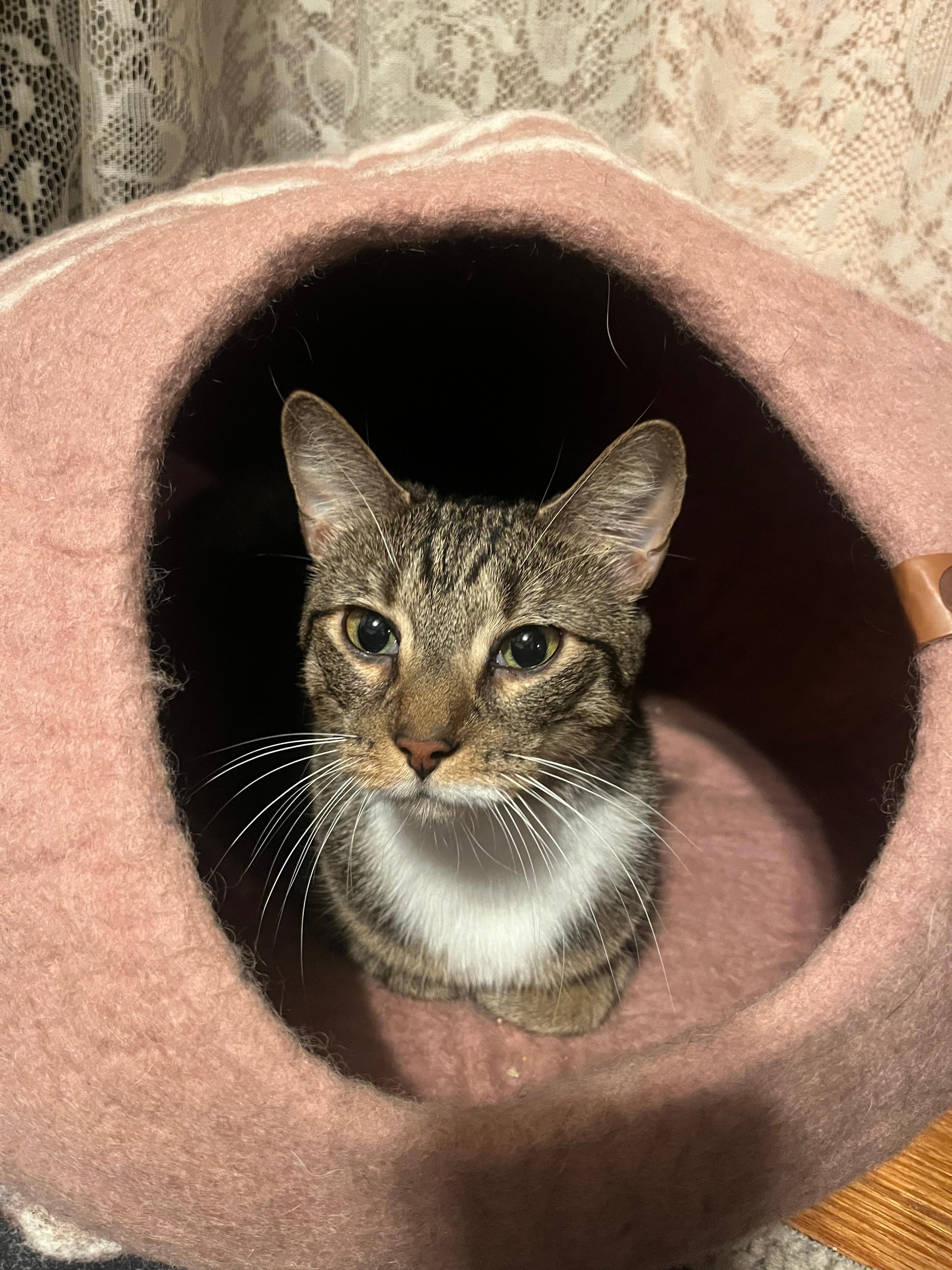 Enlarge Carmen, a ADOPTABLE Domestic Short Hair in Jersey City, NJ image 1/2