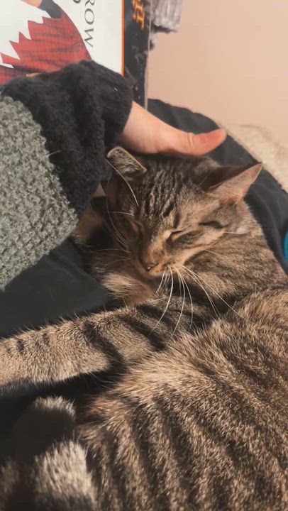 Enlarge Carmen, a ADOPTABLE Domestic Short Hair in Jersey City, NJ video 2/2