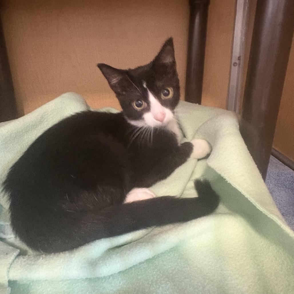 Rod Stewart, Adoptable, Kitten Male Domestic Short Hair.