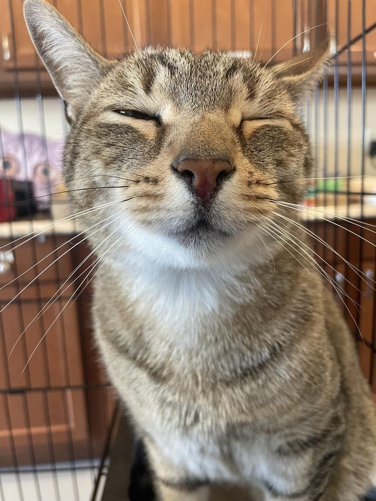 TITAN, Adoptable, Adult Male Domestic Short Hair.