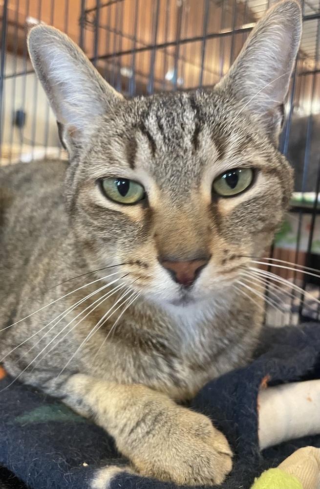 Enlarge TITAN, a Adoptable mixed breed in Southbury, CT image 2/6