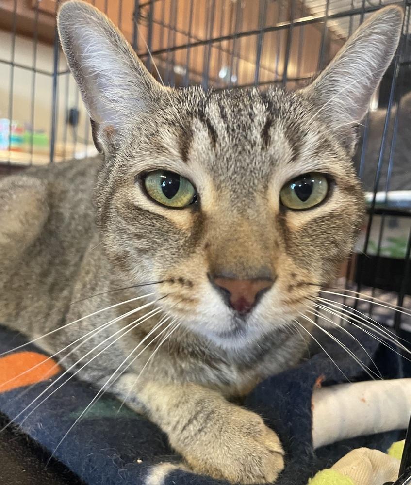 Enlarge TITAN, a Adoptable mixed breed in Southbury, CT image 3/6