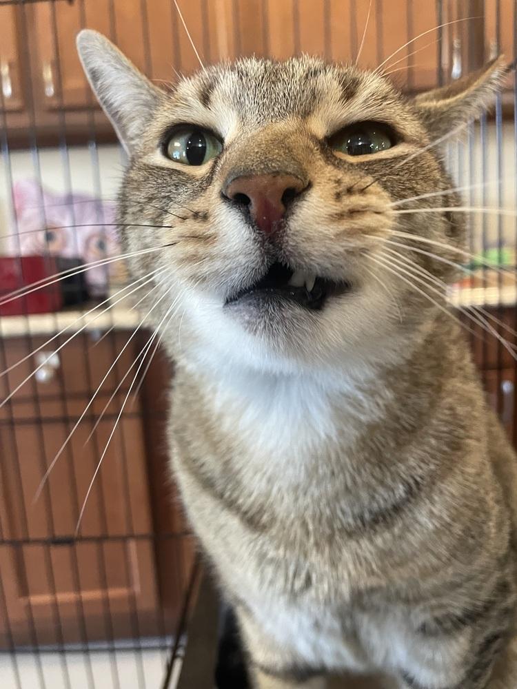 Enlarge TITAN, a Adoptable mixed breed in Southbury, CT image 4/6