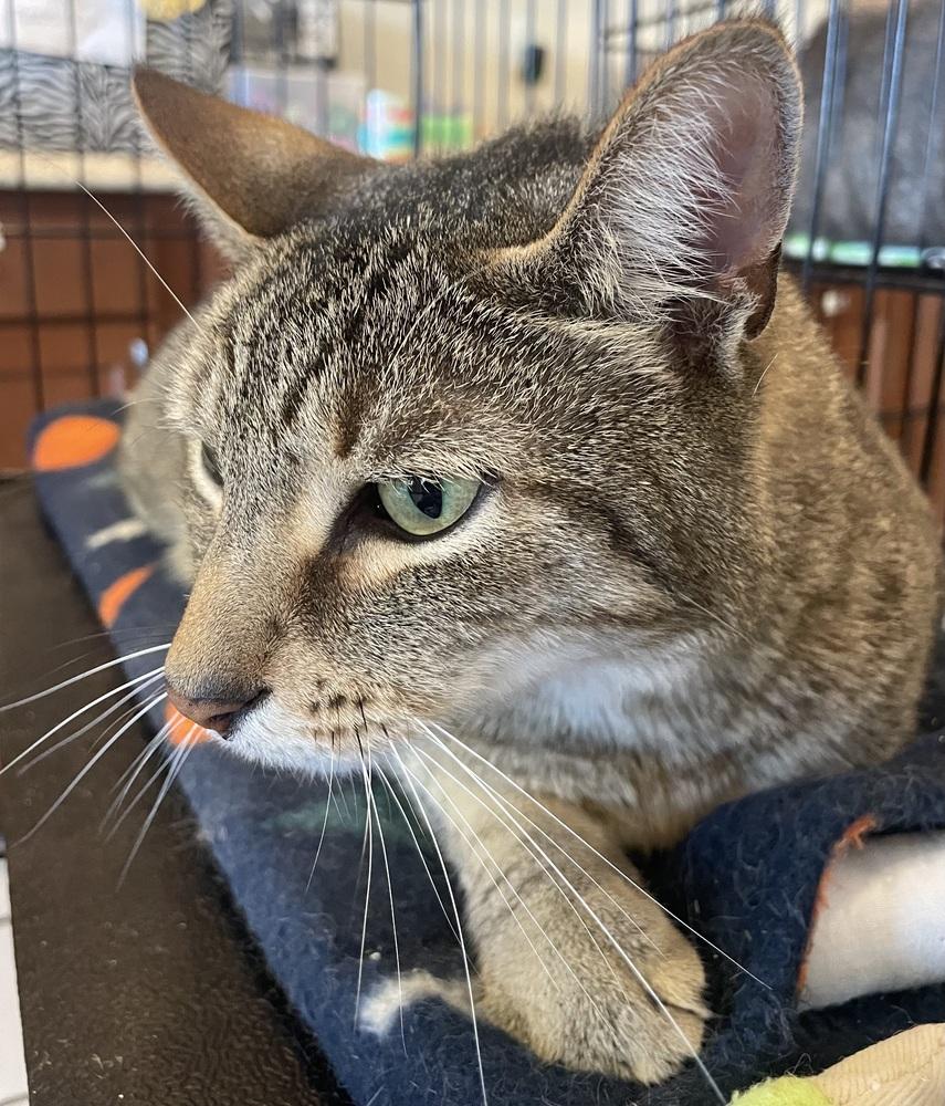 Enlarge TITAN, a Adoptable mixed breed in Southbury, CT image 5/6