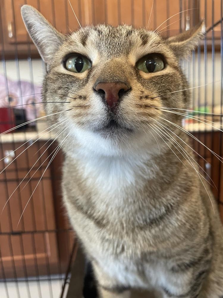 Enlarge TITAN, a Adoptable mixed breed in Southbury, CT image 6/6