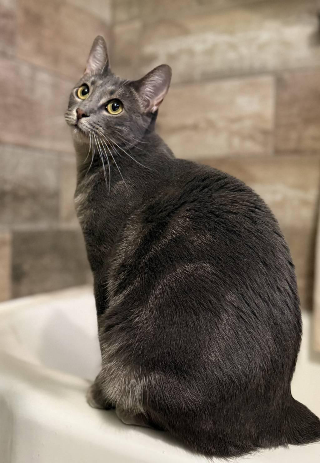 Guijarro Gris “Gigi”