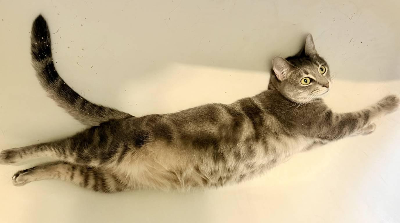 Guijarro Gris “Gigi”