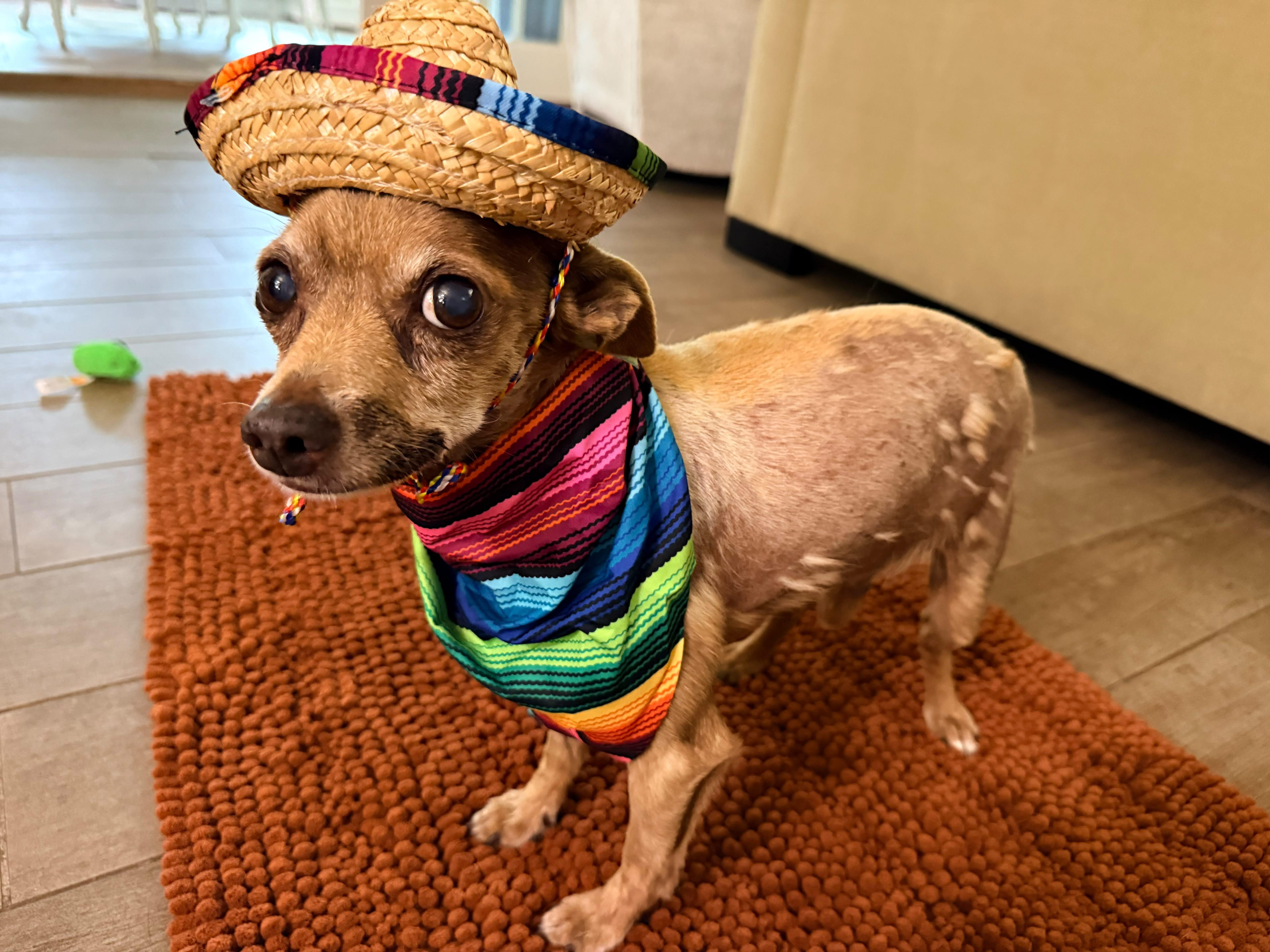 Enlarge Elmer, a ADOPTABLE Chihuahua in San Pedro, CA image 3/4